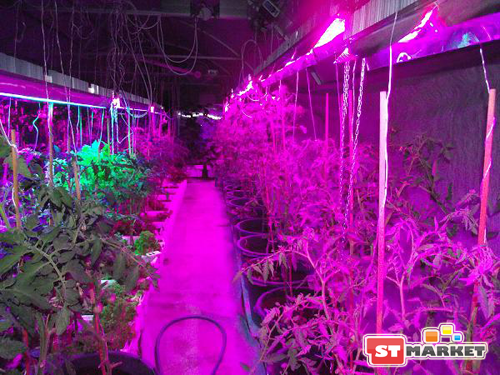 Купить лампы для растений